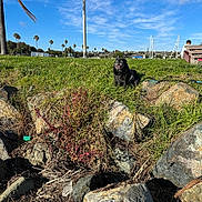 Jackson joined the competition — help win amazing prizes! black_dog, blue_sky, boats, clouds, daytime, dog, grass, greenery, harbor, hill, landscape, leash, nature, outdoor, palm_trees, person, rocks, sky, smiling, sunny