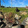 black_dog, blue_sky, boats, clouds, daytime, dog, grass, greenery, harbor, hill, landscape, leash, nature, outdoor, palm_trees, person, rocks, sky, smiling, sunny