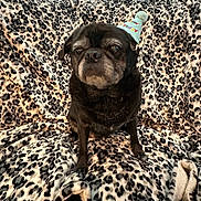 Jackson is registered to the contest to win money with this photo: dog, pug, birthday_hat, animal, pet, black_dog, leopard_print, blanket, fabric, indoor, cute, sitting, fur, small_dog, celebration, cozy, portrait, animal_portrait, hat, domestic_animal