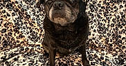 Jackson is registered to the contest to win money with this photo: animal, animal_portrait, birthday_hat, black_dog, blanket, celebration, cozy, cute, dog, domestic_animal, fabric, fur, hat, indoor, leopard_print, pet, portrait, pug, sitting, small_dog