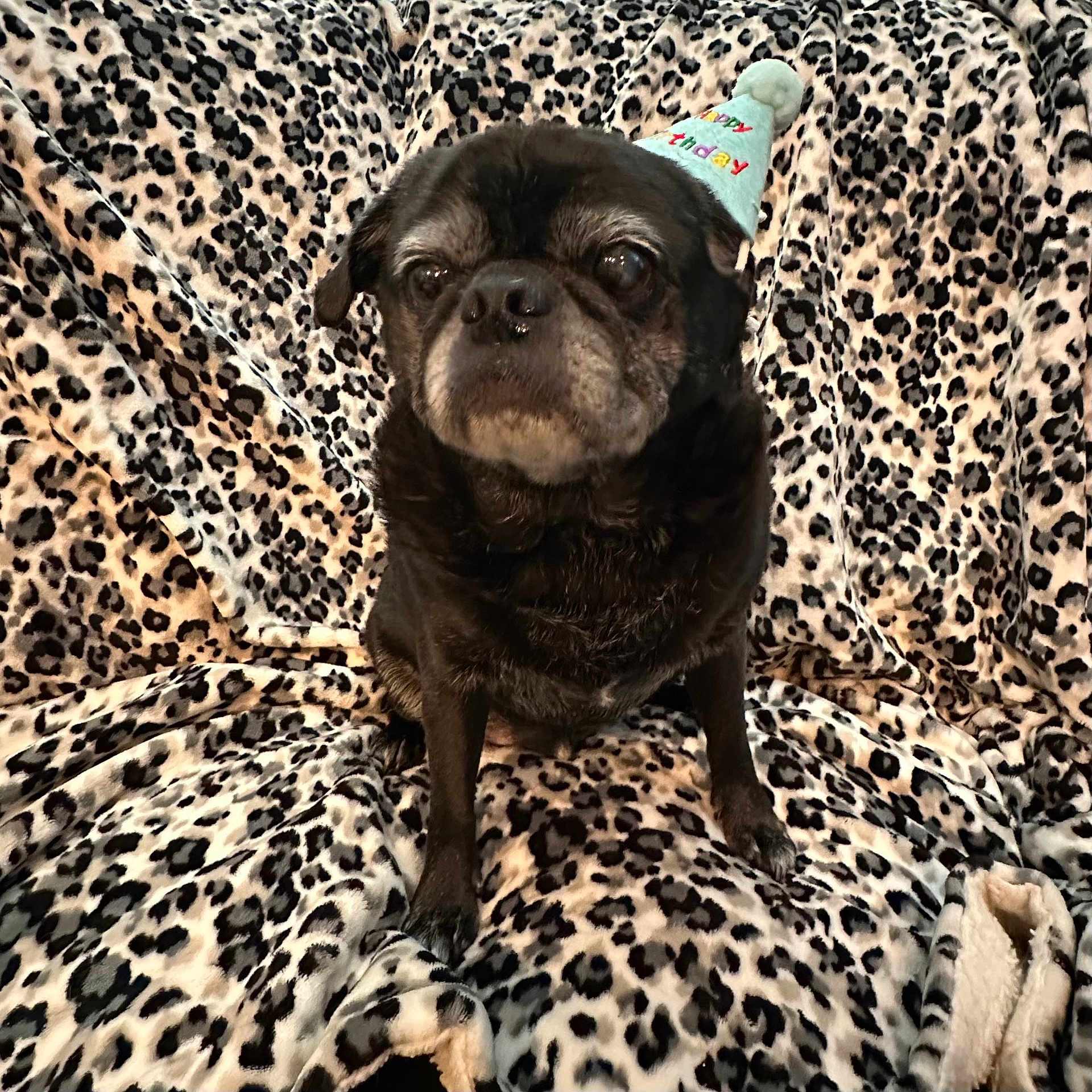 Jackson is registered to the contest to win money with this photo: dog, pug, birthday_hat, animal, pet, black_dog, leopard_print, blanket, fabric, indoor, cute, sitting, fur, small_dog, celebration, cozy, portrait, animal_portrait, hat, domestic_animal