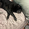 Jackson joined the competition — help win amazing prizes! animal, bed, black_dog, blanket, canine, comfort, cozy, dog, fur, home, indoor, leopard_pattern, nap, pet, pillow, quiet, relaxed, resting, sleeping, soft_texture