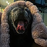 Jackson is registered to the contest to win money with this photo: animal, black_fur, blanket, close_up, cozy, cute, dog, fur, indoor, mouth_open, nostrils, pet, pink, relaxed, resting, sleepy, soft_texture, tongue, warm, yawning