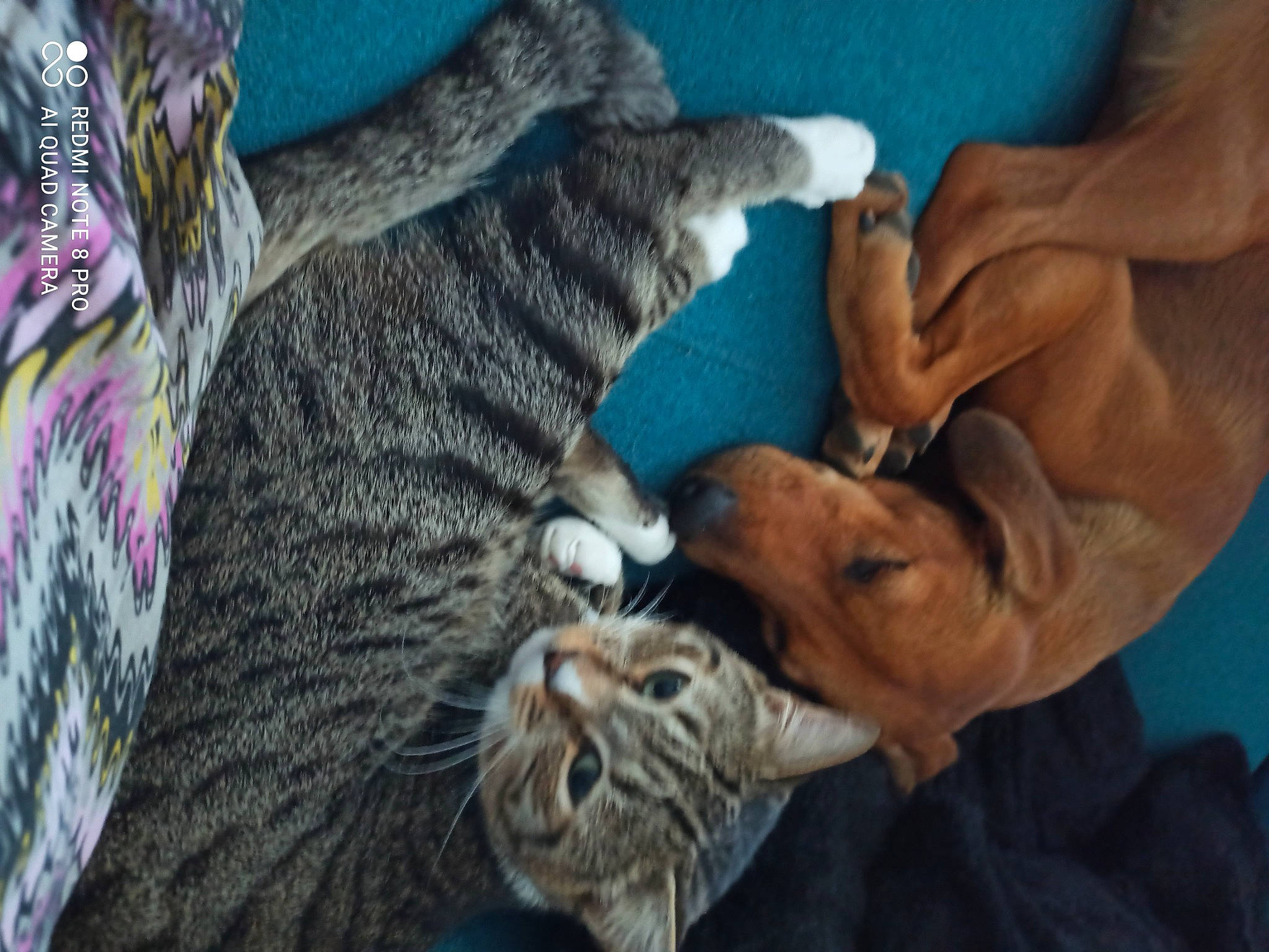 Rajah participe au concours pour gagner de l'argent avec cette photo : bengal_tiger, big_cats, carnivore, cat, comfort, companion_dog, dog_breed, domestic_short_haired_cat, fawn, felidae, fur, gesture, mammal, nap, siberian_tiger, small_to_medium_sized_cats, snout, tail, terrestrial_animal, whiskers
