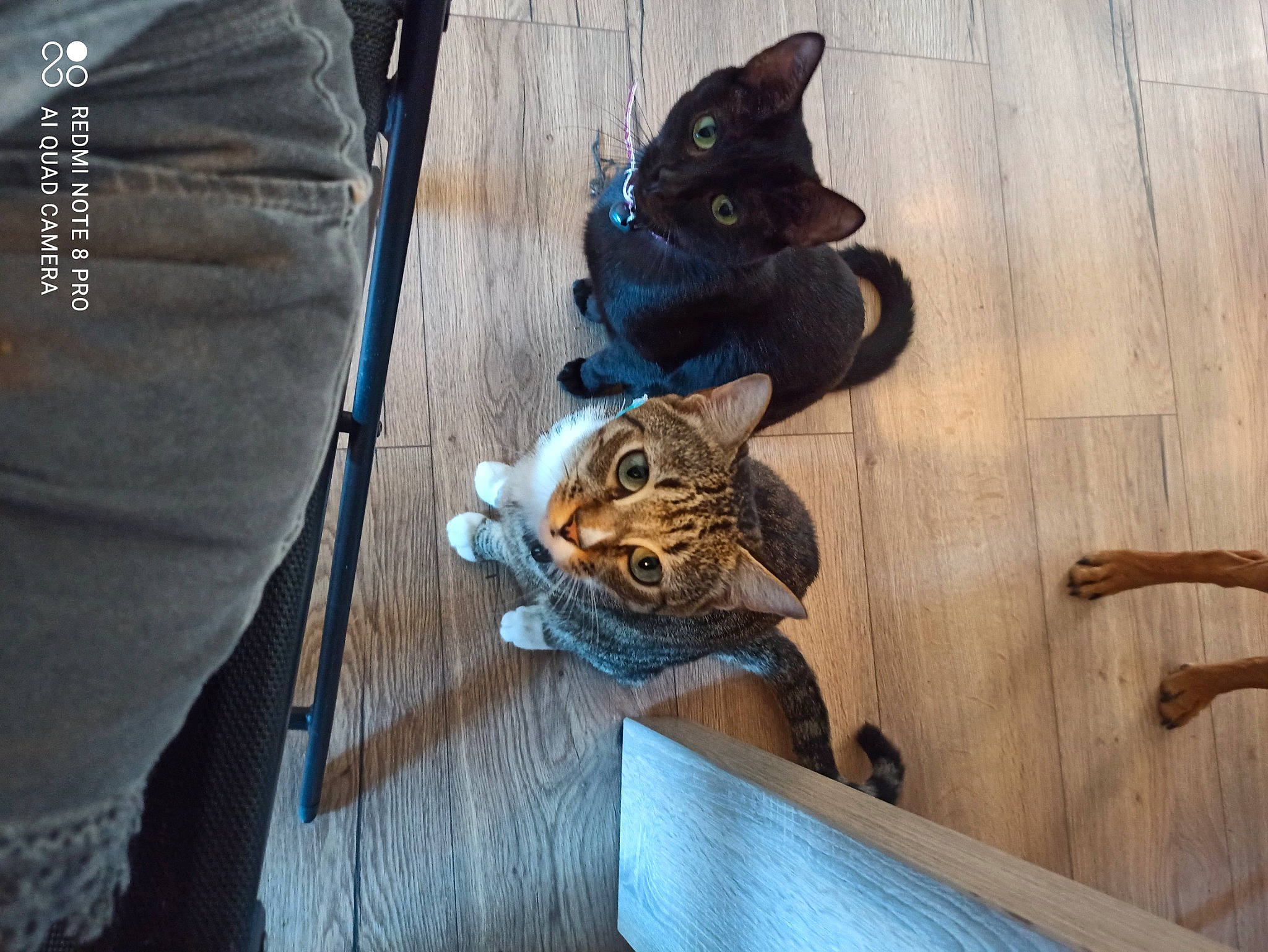 Rajah a rejoint le concours — aidez-le/la à gagner de superbes lots ! bag, carnivore, cat, denim, domestic_short_haired_cat, electric_blue, fawn, felidae, floor, flooring, fur, grey, hardwood, mammal, sleeve, small_to_medium_sized_cats, tail, whiskers, window, wood