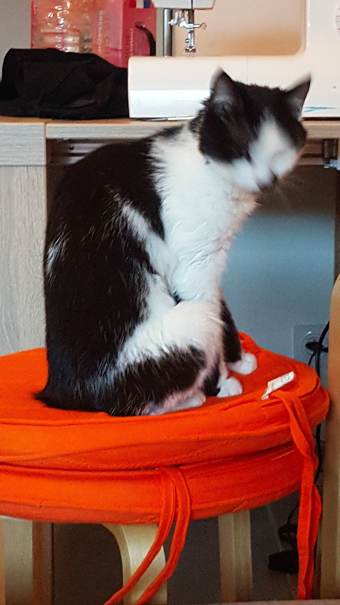 Akela participe au concours pour gagner de l'argent avec cette photo : carnivore, cat, domestic_short_haired_cat, felidae, kitten, mammal, small_to_medium_sized_cats, tail, whiskers