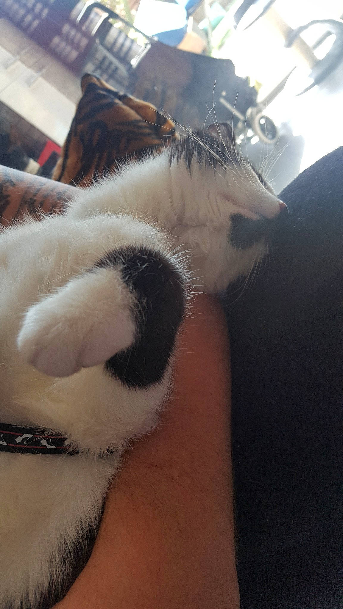 Akela participe au concours pour gagner de l'argent avec cette photo : cat, ear, eye, felidae, fur, leg, nose, snout, whiskers