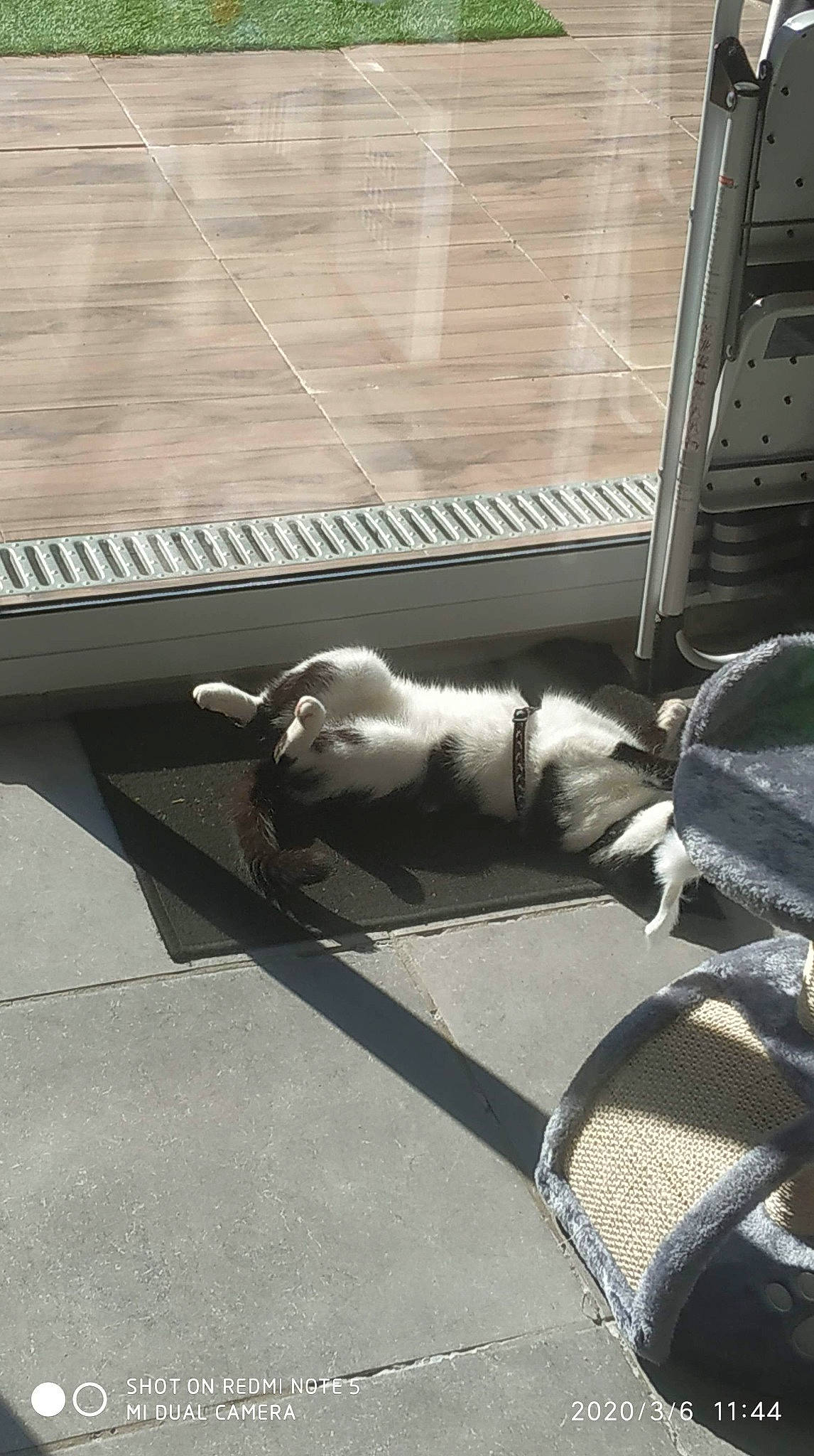 Akela participe au concours pour gagner de l'argent avec cette photo : canidae, carnivore, dog, dog_breed, fawn, non_sporting_group, snout, sporting_group