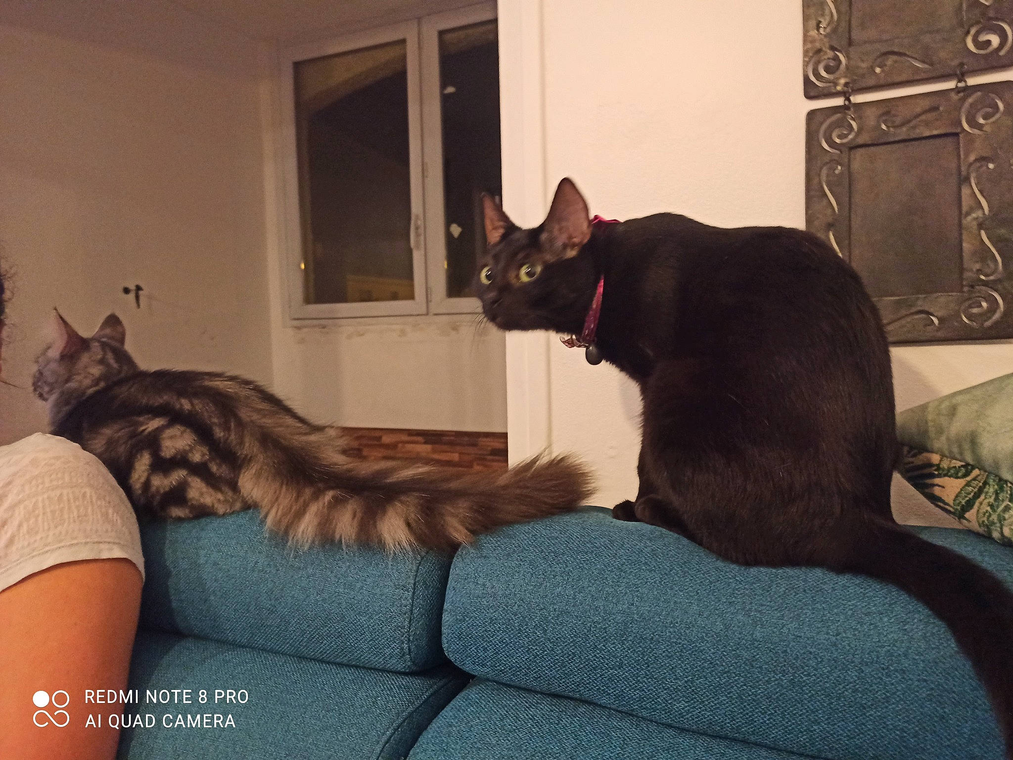 Minny a rejoint le concours — aidez-le/la à gagner de superbes lots ! bed, black_cat, bombay, brown, carnivore, cat, comfort, couch, domestic_short_haired_cat, felidae, fur, grey, interior_design, linens, living_room, picture_frame, small_to_medium_sized_cats, tail, whiskers, window