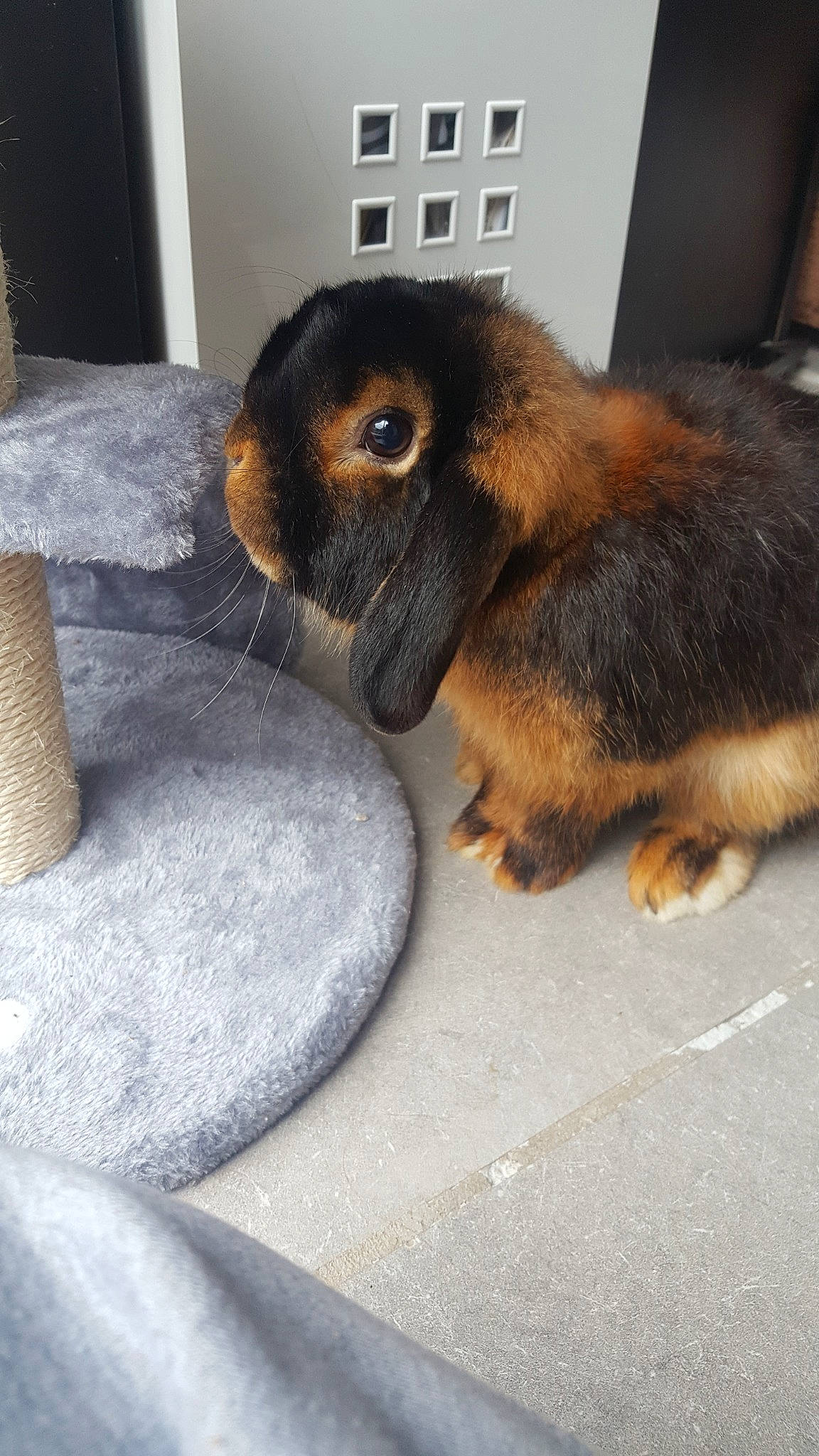 Ebene participe au concours pour gagner de l'argent avec cette photo : canidae, carnivore, dog, dog_breed, fawn, mammal, puppy, rabbit, rabbits_and_hares