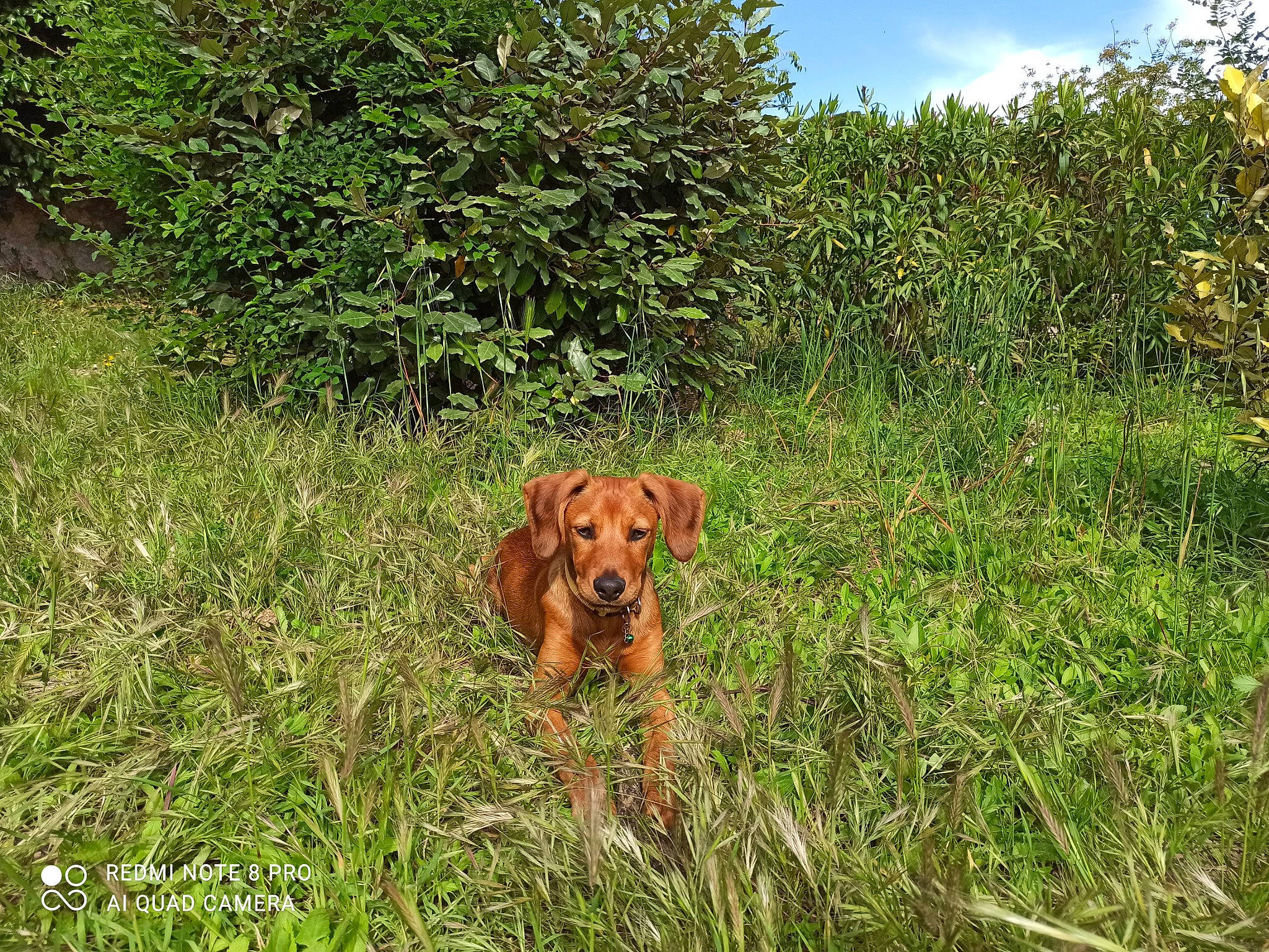Tayko a rejoint le concours — aidez-le/la à gagner de superbes lots ! canidae, carnivore, cloud, companion_dog, dog, dog_breed, fawn, grass, grass_family, grassland, groundcover, gun_dog, liver, plant, plant_community, prairie, shrub, sky, sporting_group, working_animal