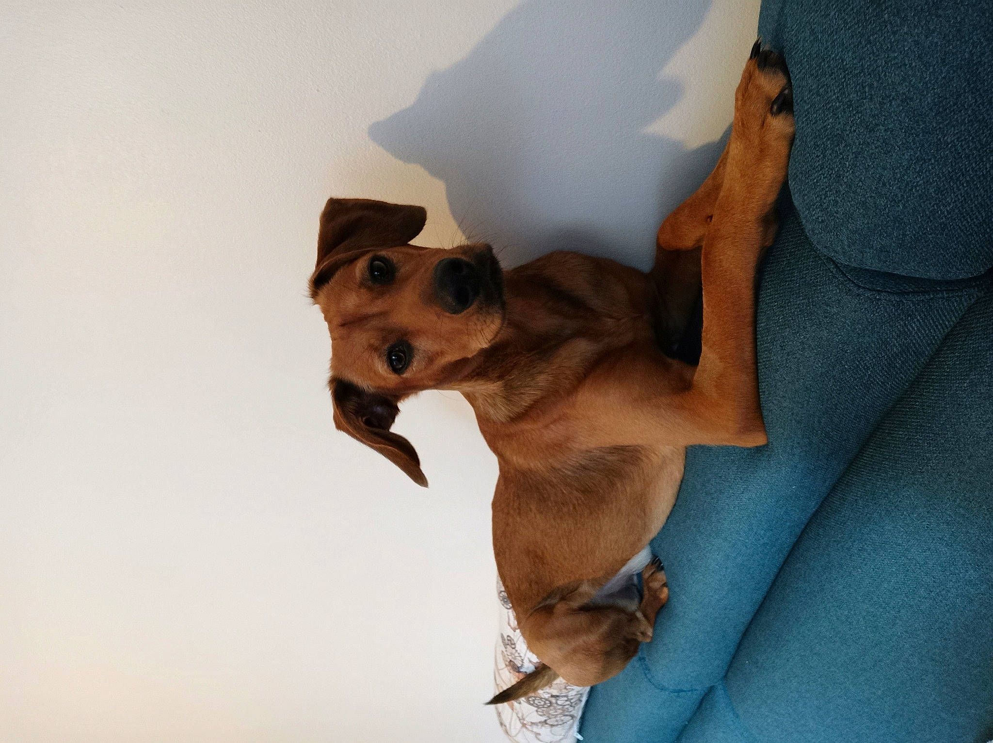 Tayko participe au concours pour gagner de l'argent avec cette photo : canidae, carnivore, comfort, companion_dog, dog, dog_breed, fawn, gesture, snout, sunglasses, trunk, working_animal