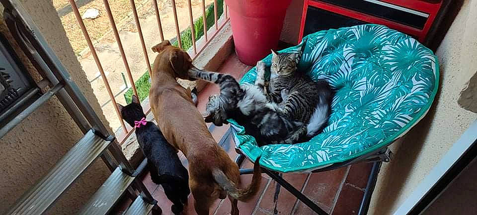 Tayko participe au concours pour gagner de l'argent avec cette photo : carnivore, cat, comfort, companion_dog, dog_breed, domestic_short_haired_cat, felidae, flowerpot, fur, grass, green, liver, mammal, pet_supply, plant, small_to_medium_sized_cats, sporting_group, tail, vertebrate, whiskers
