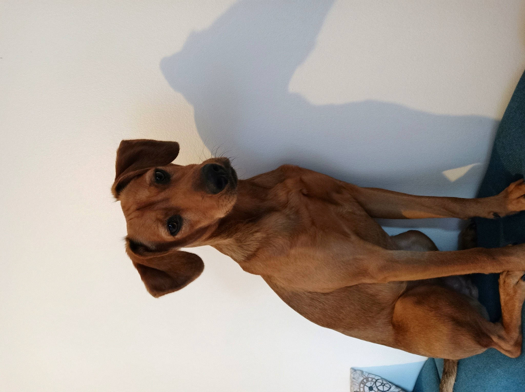 Tayko a rejoint le concours — aidez-le/la à gagner de superbes lots ! art, canidae, fawn, giraffe, giraffidae, landscape, snout, tail, terrestrial_animal, wildlife, wood, working_animal