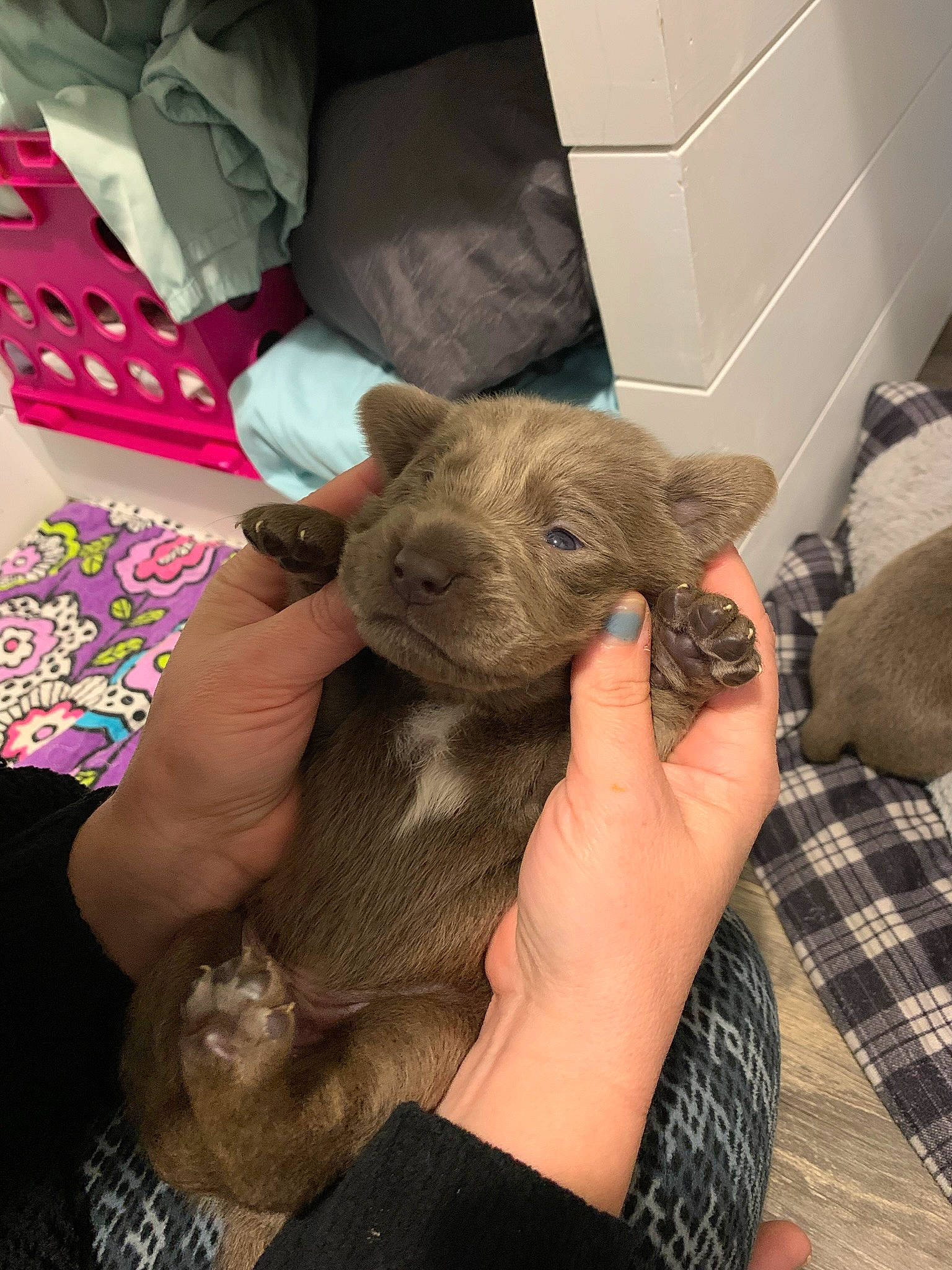 Draco joined the competition — help win amazing prizes! child, claw, comfort, companion_dog, dog_breed, ear, felidae, finger, fur, gesture, hand, nail, pattern, plaid, small_to_medium_sized_cats, t_shirt, tartan, terrestrial_animal, toy_dog, whiskers