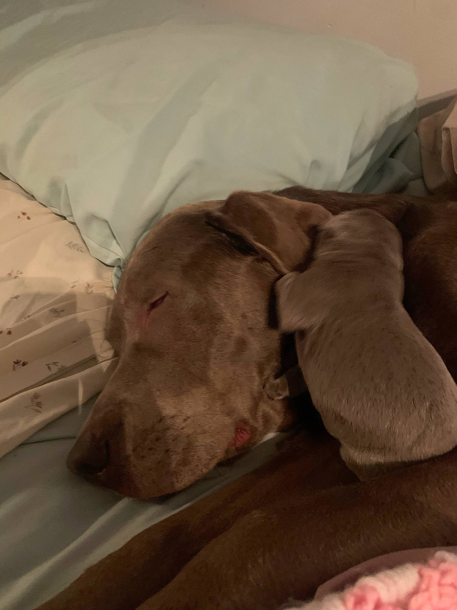 Draco is registered to the contest to win money with this photo: bed, bedding, carnivore, comfort, companion_dog, dog, dog_breed, dog_supply, fawn, guard_dog, gun_dog, linens, liver, mammal, pet_supply, pointing_breed, retriever, sporting_group, vertebrate, working_animal