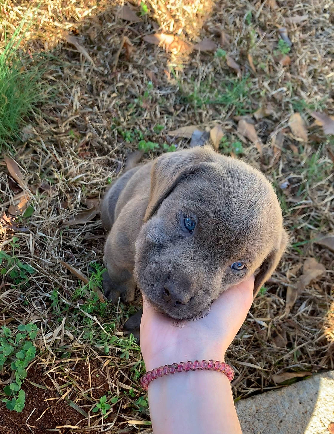 Draco joined the competition — help win amazing prizes! canidae, carnivore, companion_dog, dog_breed, elephant, fawn, fur, grass, hat, marine_mammal, plant, seal, snout, soil, sporting_group, terrestrial_animal, tree, whiskers, working_animal, wrinkle