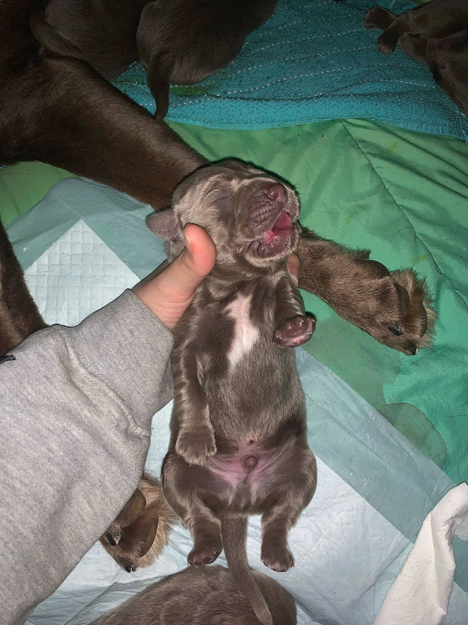 Draco is registered to the contest to win money with this photo: canidae, carnivore, comfort, companion_dog, dog, dog_breed, flesh, fur, liver, nap, non_sporting_group, sporting_group, toy_dog, working_animal