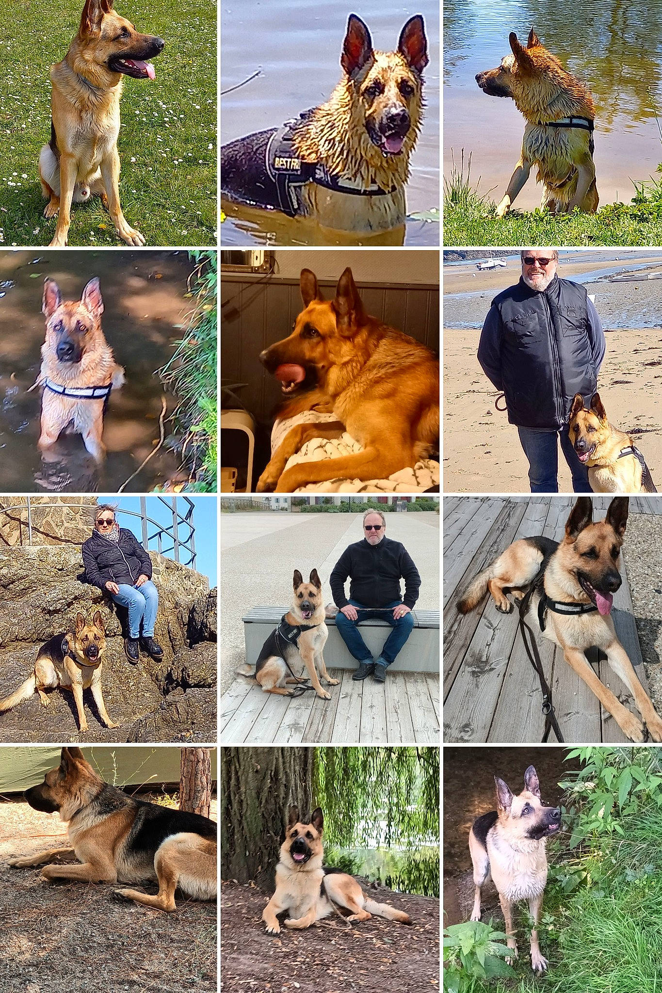 Paco a rejoint le concours — aidez-le/la à gagner de superbes lots ! ancient_dog_breeds, art, canidae, carnivore, collage, companion_dog, dog, dog_breed, fawn, mammal, photograph, photography, recreation, snapshot, sporting_group, sunglasses, vertebrate, water, wildlife, working_animal