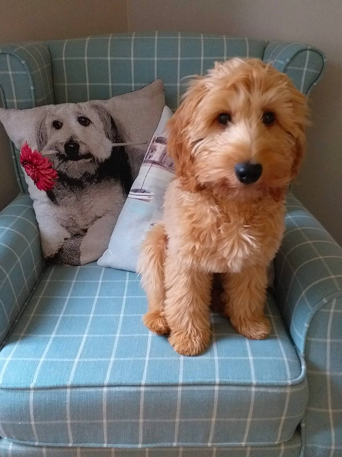 Rafferty joined the competition — help win amazing prizes! canidae, carnivore, companion_dog, dog, dog_breed, dog_supply, firefighter, fur, maltepoo, pattern, pet_supply, plaid, small_terrier, snout, sporting_group, tartan, terrier, toy_dog, water_dog, working_animal