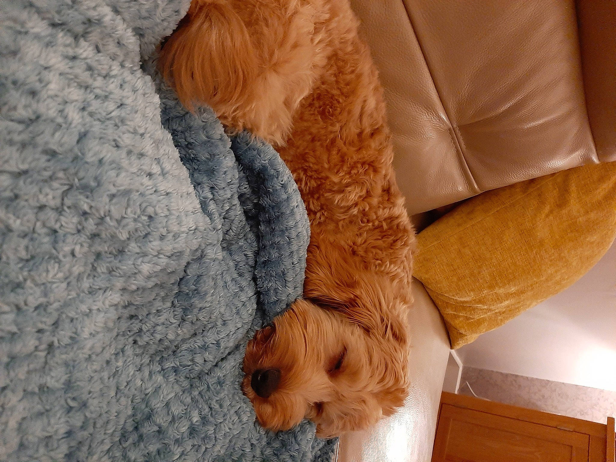 Rafferty joined the competition — help win amazing prizes! canidae, carnivore, chair, comfort, companion_dog, couch, dog, dog_breed, fawn, felidae, flooring, fur, hardwood, human_leg, linens, sporting_group, tail, whiskers, wood, working_animal