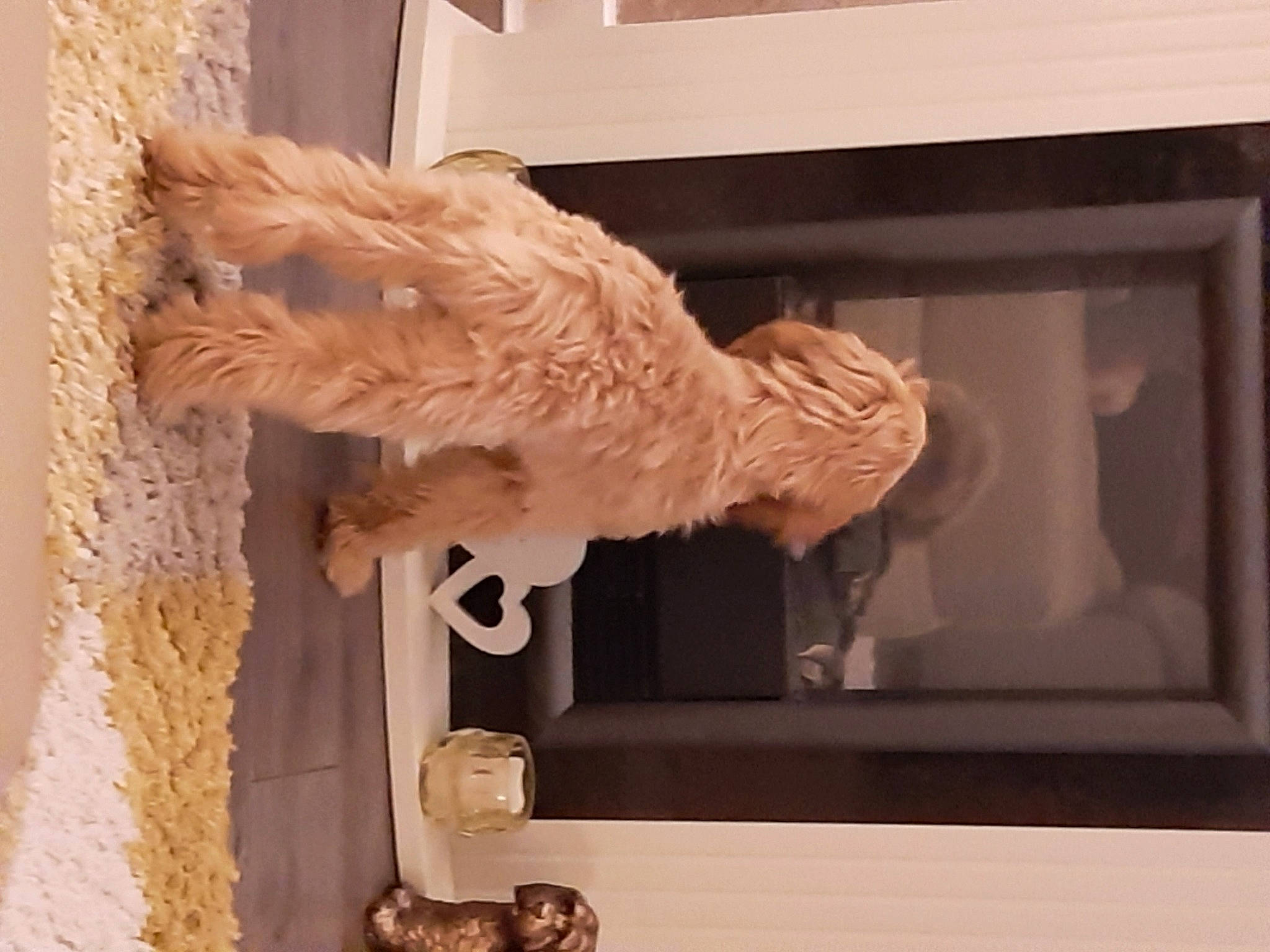 Rafferty joined the competition — help win amazing prizes! art, artifact, beak, bird, carving, ceiling, feather, fur, hardwood, natural_material, picture_frame, plaster, rectangle, room, sculpture, shelf, tail, visual_arts, wing, wood