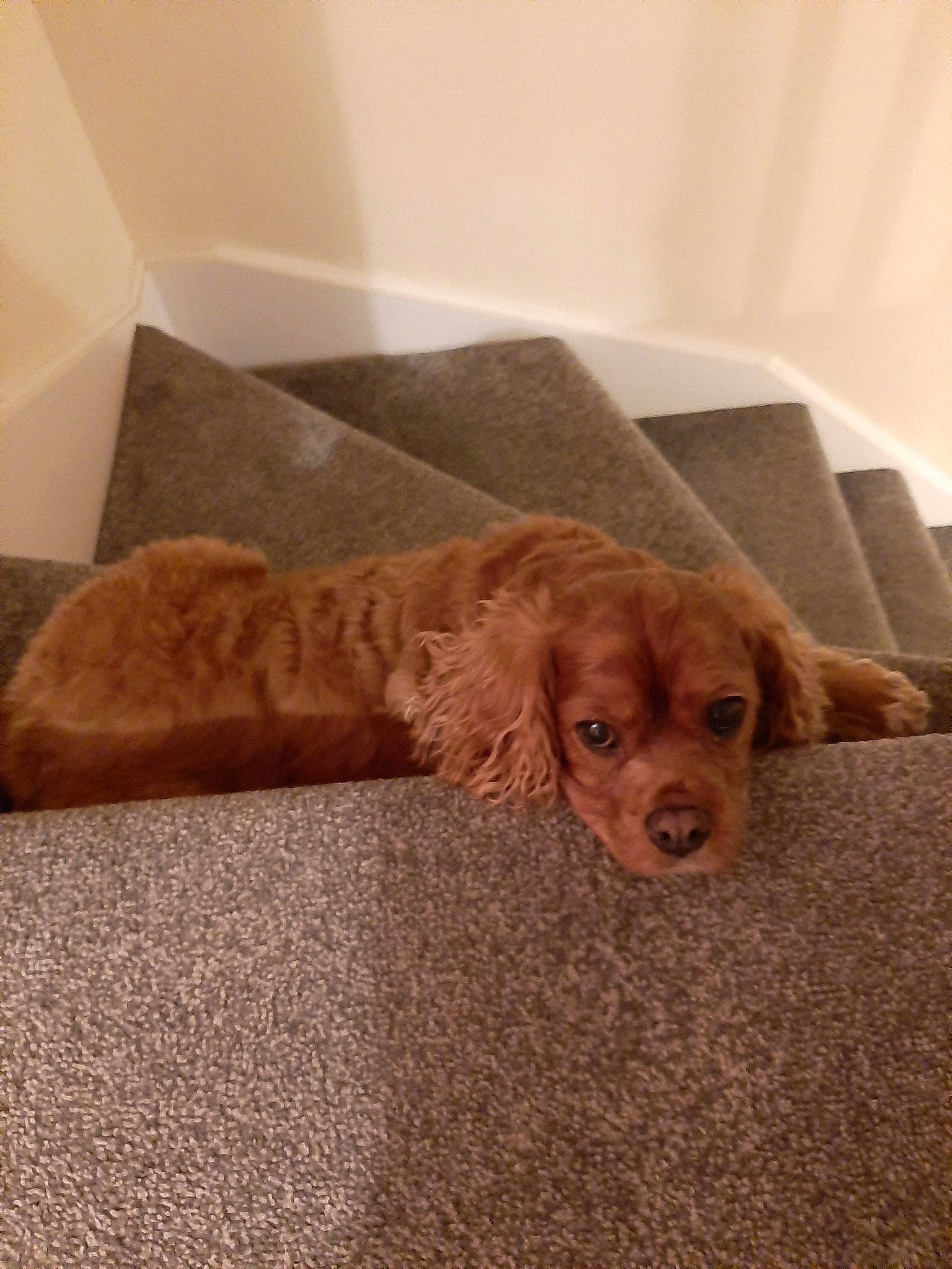 Charlie joined the competition — help win amazing prizes! canidae, caramel_color, carnivore, cocker_spaniel, companion_dog, dog, dog_breed, fawn, floor, liver, puppy, spaniel, sporting_group