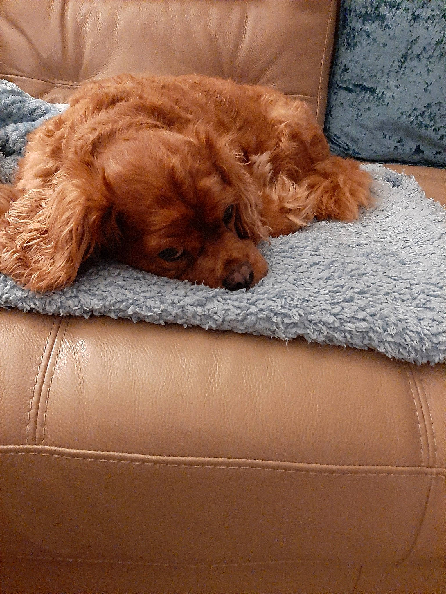 Charlie joined the competition — help win amazing prizes! canidae, caramel_color, carnivore, cavapoo, cockapoo, companion_dog, dog, dog_bed, dog_breed, goldendoodle, liver, maltepoo, mammal, miniature_poodle, poodle_crossbreed, puppy, schnoodle, sporting_group, toy_poodle, vertebrate