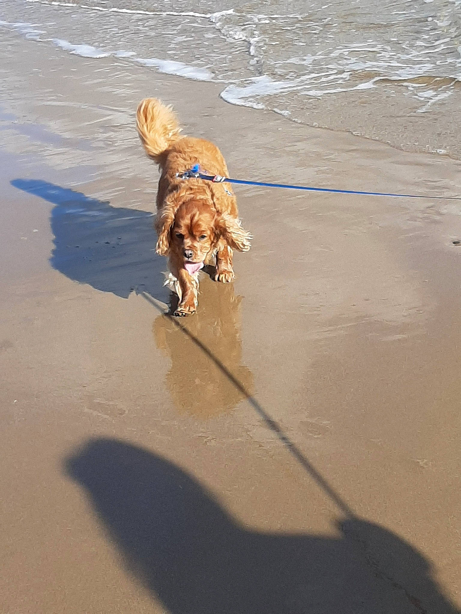 Charlie is registered to the contest to win money with this photo: beach, canidae, carnivore, dog, dog_breed, dog_walking, golden_retriever, leash, nova_scotia_duck_tolling_retriever, retriever, sand, sea, shadow, sporting_group, vacation, water
