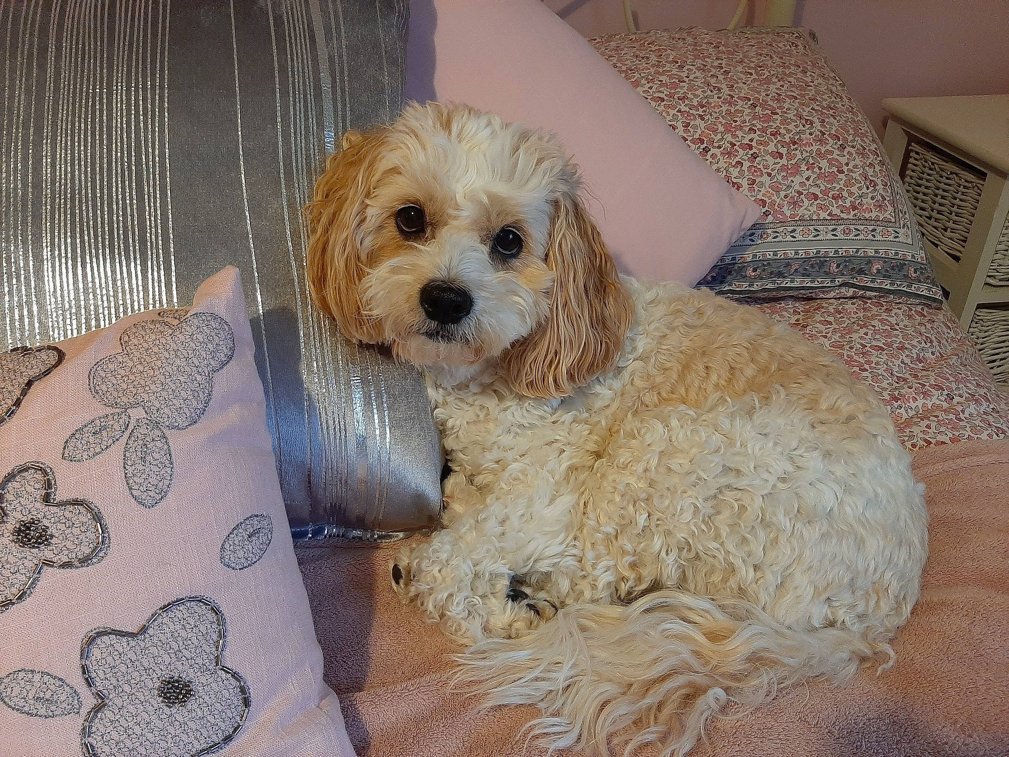 Daisy-mae is registered to the contest to win money with this photo: american_cocker_spaniel, canidae, carnivore, cavachon, cavapoo, cockapoo, companion_dog, dog, dog_breed, maltepoo, mammal, poodle_crossbreed, puppy, rare_breed_dog, schnoodle, shih_poo, sporting_group, sporting_lucas_terrier, toy_poodle, vertebrate