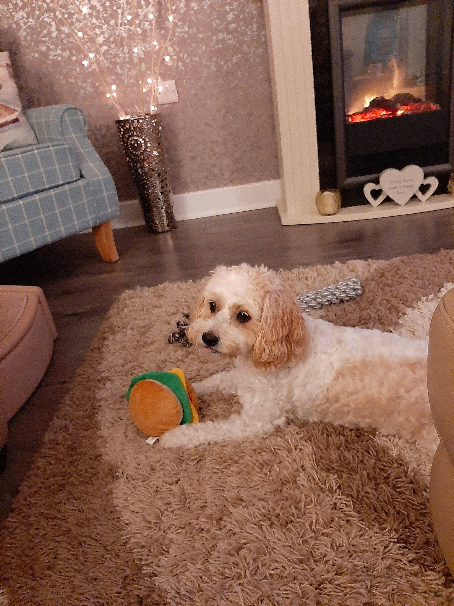 Daisy-mae joined the competition — help win amazing prizes! bolognese, canidae, carnivore, cavachon, cavapoo, cockapoo, companion_dog, dog, dog_breed, goldendoodle, home, maltepoo, maltese, mammal, miniature_poodle, poodle_crossbreed, puppy, schnoodle, toy_poodle, vertebrate