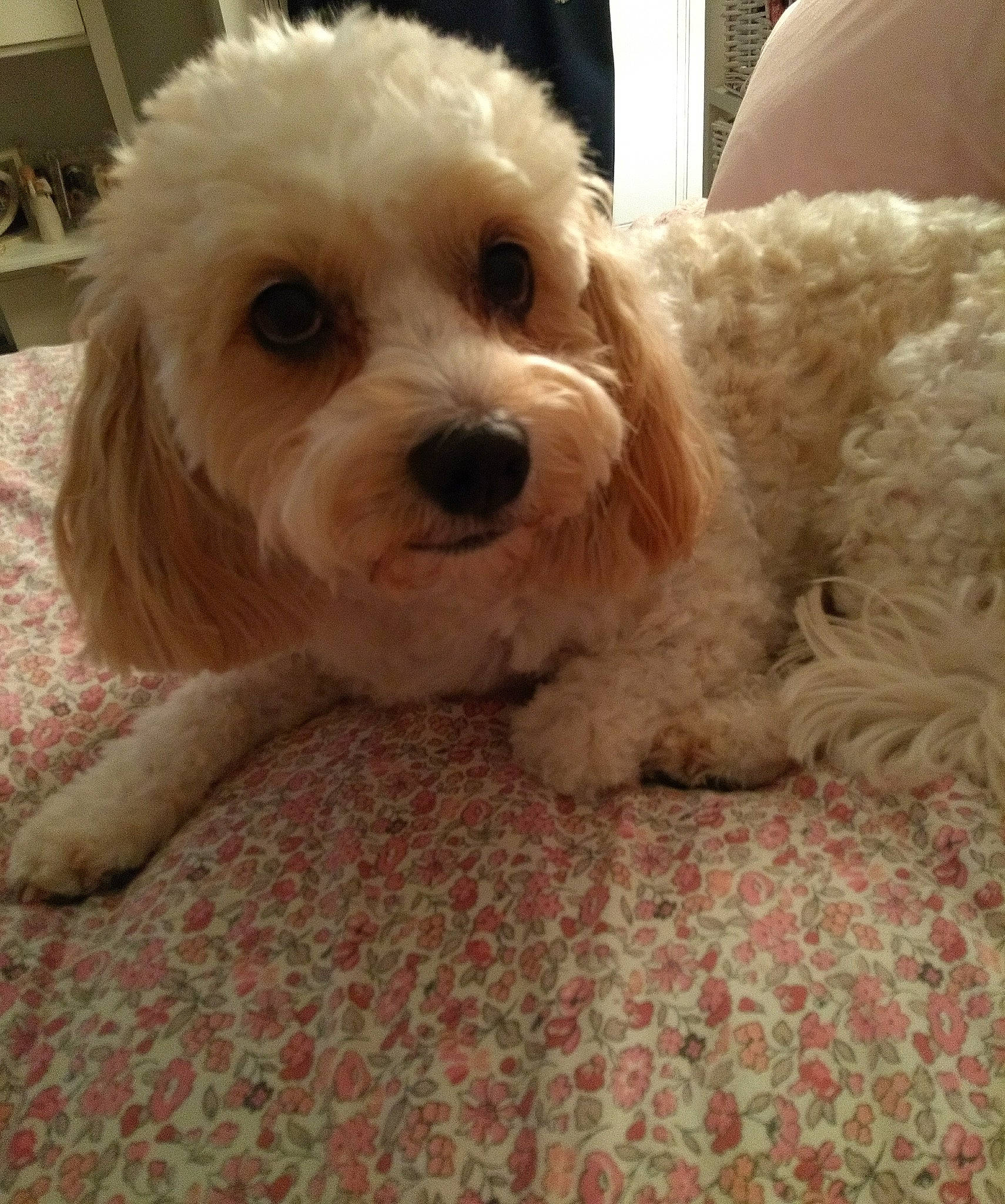 Daisy-mae joined the competition — help win amazing prizes! bolonka, canidae, carnivore, cavachon, cavapoo, cockapoo, companion_dog, dog, dog_breed, havanese, maltepoo, maltese, mammal, miniature_poodle, poodle_crossbreed, puppy, schnoodle, shih_poo, toy_poodle, vertebrate