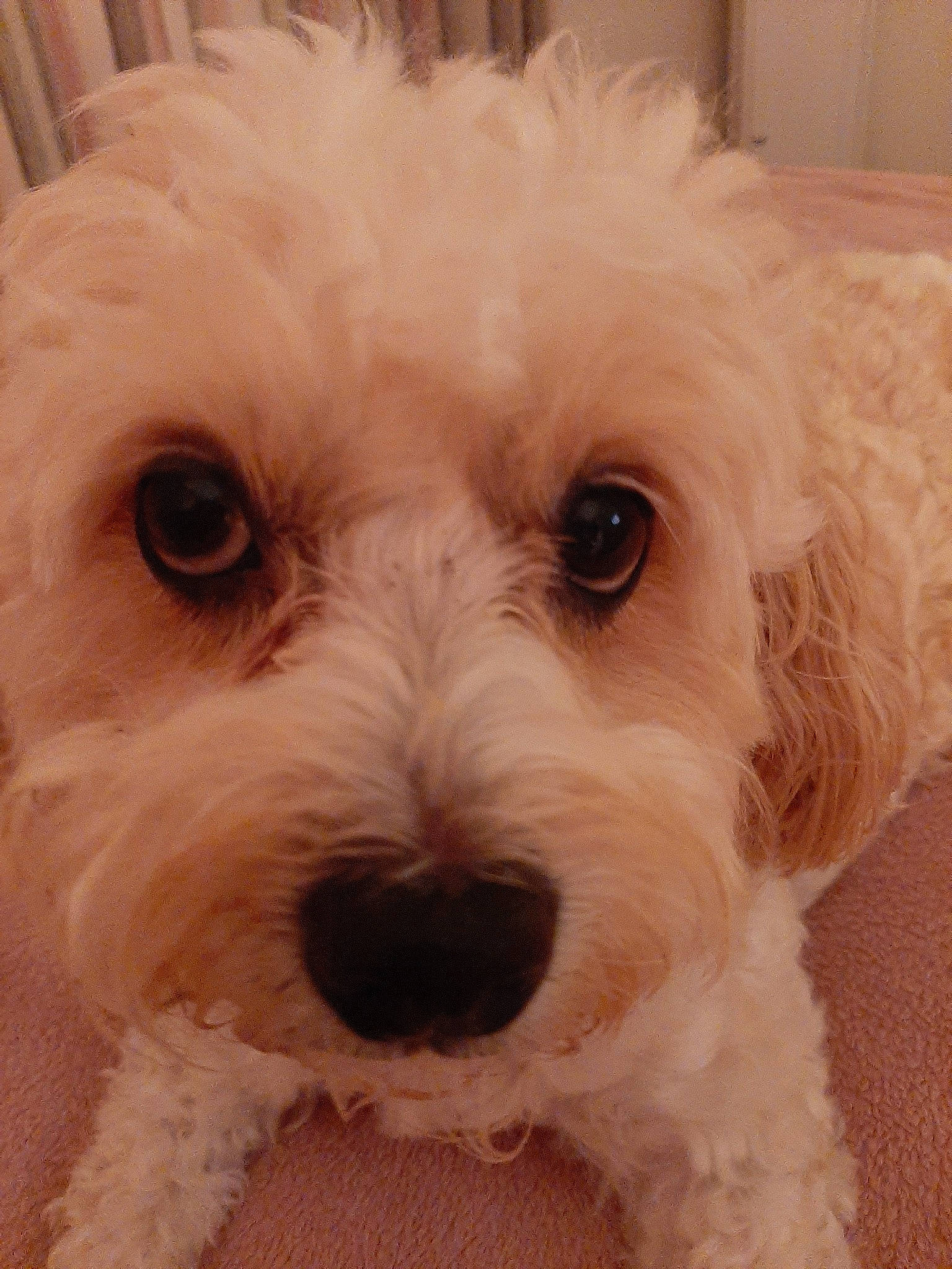 Daisy-mae joined the competition — help win amazing prizes! bichon, canidae, carnivore, cavapoo, cockapoo, companion_dog, dog, dog_breed, havanese, head, maltepoo, maltese, mammal, miniature_poodle, nose, puppy, schnoodle, snout, toy_poodle, vertebrate