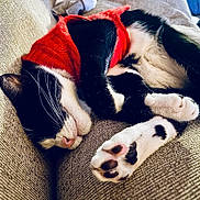 Theodore Laurence joined the competition — help win amazing prizes! cat, sleeping, black_and_white, red_sweater, paw, close_up, cozy, couch, feline, pet, relaxed, indoor, whiskers, fur, nap, resting, cute, domestic_animal, animal, soft