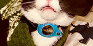 Theodore Laurence joined the competition — help win amazing prizes! cat, sunglasses, green_sweater, black_and_white_fur, collar, applet_airtag, blanket, patterned_blanket, pet_accessory, close_up, indoor, relaxed, animal, cute, feline, whiskers, pink_nose, mouth_open, cozy, fashion