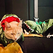Theodore Laurence joined the competition — help win amazing prizes! cat, costume, dinosaur, pet, animal, sleeping, black_couch, indoor, cute, feline, orange_cat, black_and_white_cat, resting, funny, apparel, soft_texture, cozy, domestic, relaxed, companion