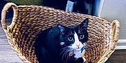 Theodore Laurence joined the competition — help win amazing prizes! cat, tuxedo_cat, basket, indoor, wooden_floor, green_chair, collar, pet, curious, whiskers, feline, looking_up, cozy, woven_basket, flooring, domestic_animal, black_and_white, cute, animal, household