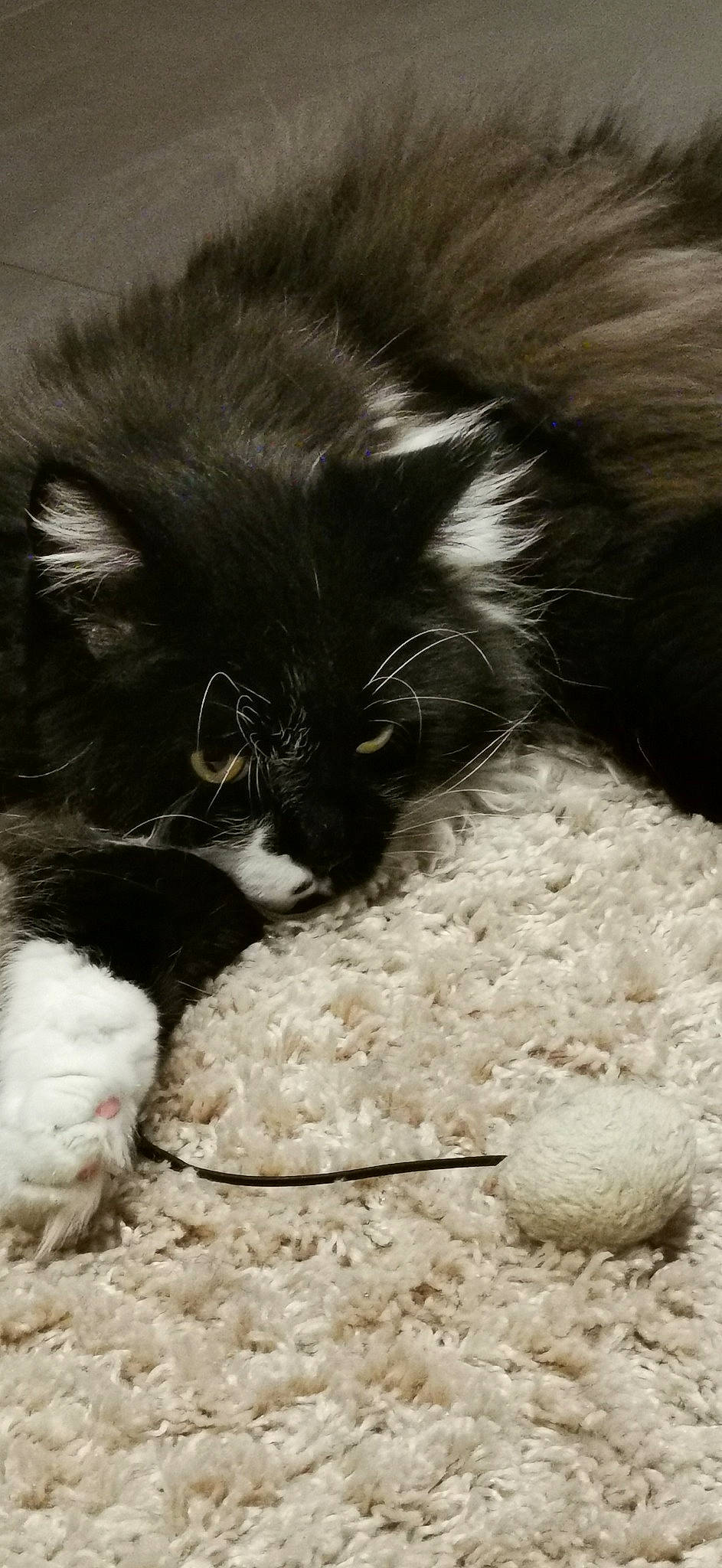 Niska participe au concours pour gagner de l'argent avec cette photo : black_cat, carnivore, cat, cat_supply, claw, close_up, comfort, domestic_short_haired_cat, felidae, fur, mammal, monochrome, monochrome_photography, paw, small_to_medium_sized_cats, snout, tail, textile, vertebrate, whiskers