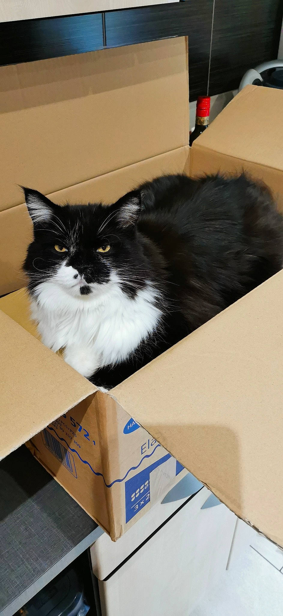 Niska participe au concours pour gagner de l'argent avec cette photo : box, cardboard, carnivore, carton, cat, felidae, flooring, fur, hardwood, packaging_and_labeling, packing_materials, paper, paper_product, plywood, rectangle, shipping_box, small_to_medium_sized_cats, tail, whiskers, wood