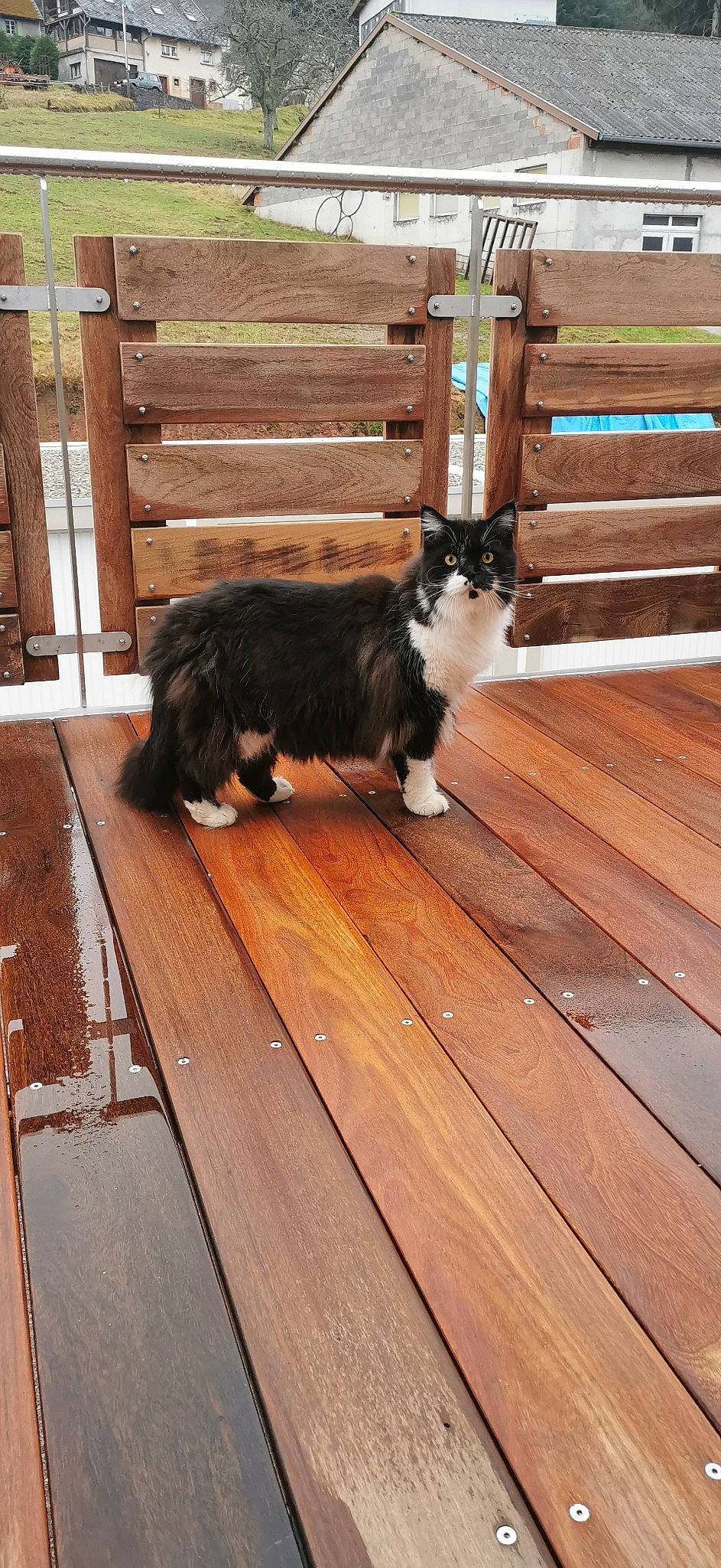 Niska a rejoint le concours — aidez-le/la à gagner de superbes lots ! carnivore, cat, companion_dog, dog_breed, fawn, felidae, fence, flooring, fur, hardwood, laminate_flooring, plank, small_to_medium_sized_cats, snout, sporting_group, tail, whiskers, wood, wood_flooring, wood_stain