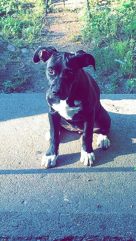 Crybaby is registered to the contest to win money with this photo: art, asphalt, carnivore, companion_dog, dog, dog_breed, dog_collar, electric_blue, flower, grass, plant, road_surface, shadow, snout, sporting_group, tail, tints_and_shades, tree, vertebrate, working_animal