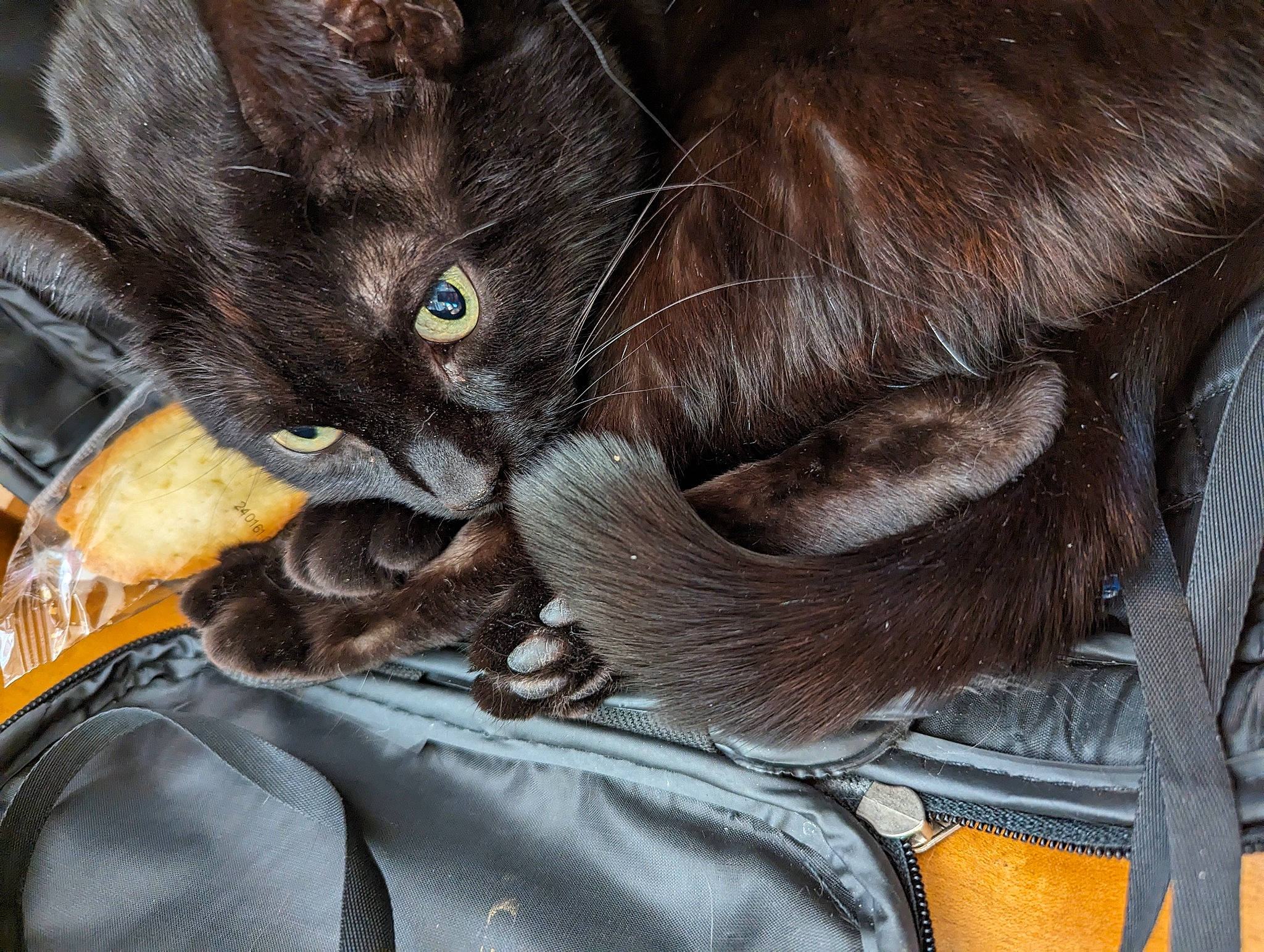 Bastet is registered to the contest to win money with this photo: black_cat, carnivore, cat, comfort, dog_breed, domestic_short_haired_cat, ear, fawn, felidae, fur, gesture, grey, human_body, leg, liver, paw, small_to_medium_sized_cats, snout, tail, whiskers