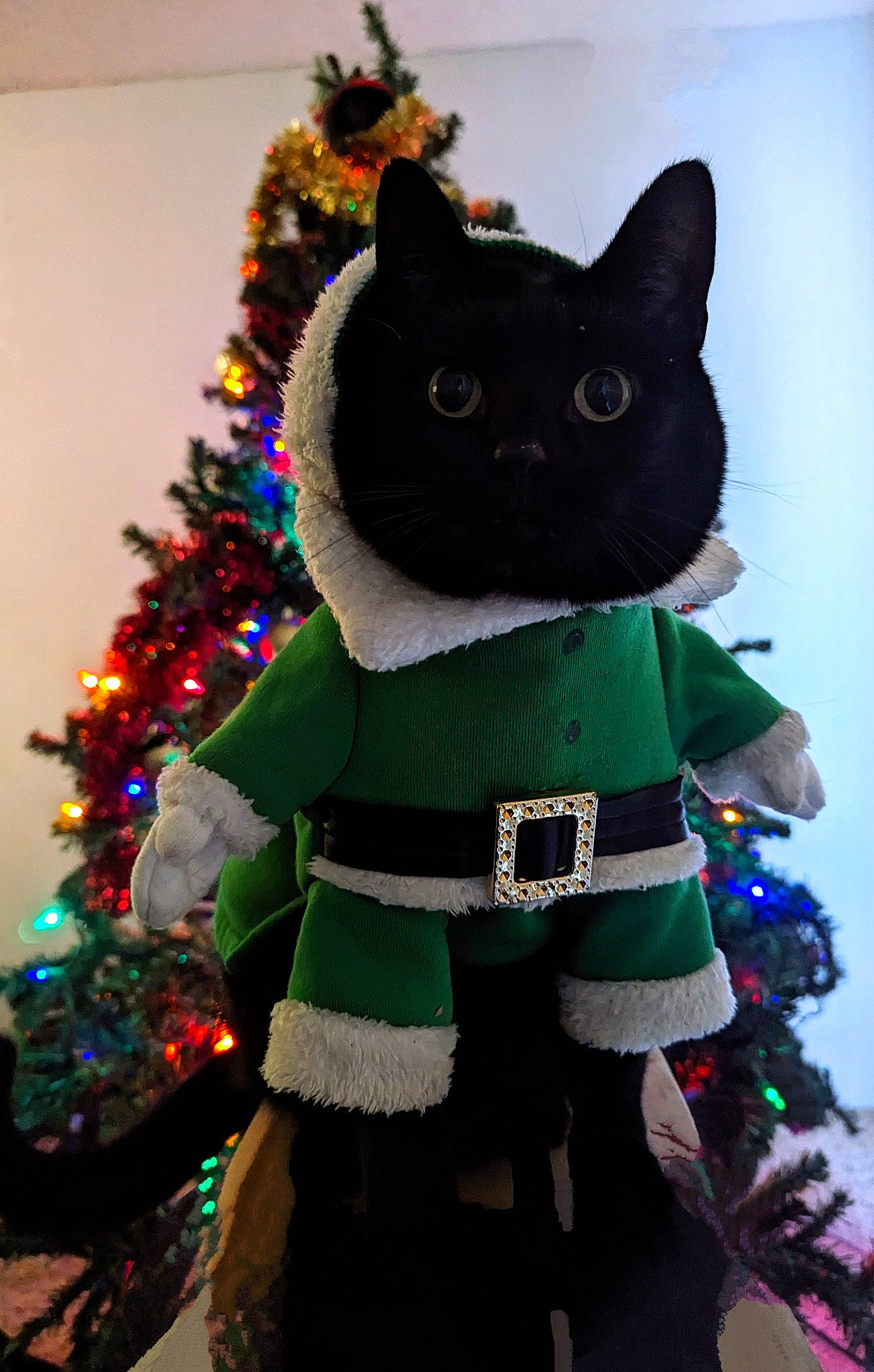 Bastet joined the competition — help win amazing prizes! christmas, christmas_decoration, christmas_ornament, christmas_tree, costume_hat, event, fashion_accessory, felidae, fur, hat, holiday, holiday_ornament, interior_design, ornament, small_to_medium_sized_cats, stuffed_toy, tail, toy, whiskers, winter