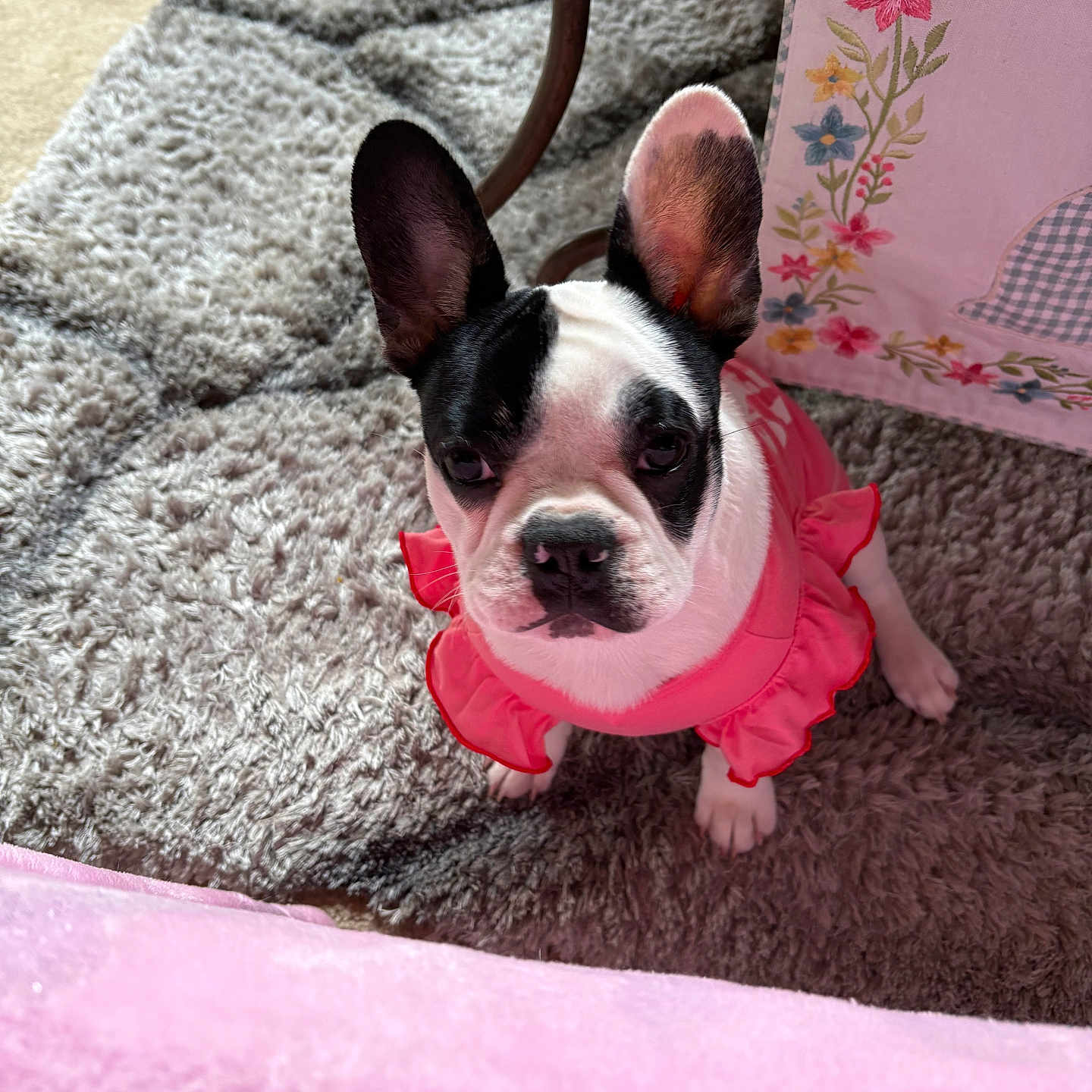 Princess is registered to the contest to win money with this photo: adorable, animal, curious, cute, dog, domestic, ears, floor, floral_embroidery, french_bulldog, grey_rug, indoor, looking_up, pet, pink_outfit, puppy, ruffles, small_dog, soft_texture, wooden_table
