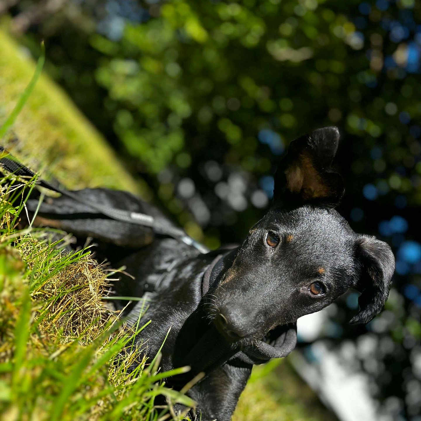 Roxy a rejoint le concours — aidez-le/la à gagner de superbes lots ! animal, canine, dog, field, grass, greatdane, grove, hound, labradorretriever, land, nature, outdoors, pet, plant, pointer, puppy, snout, tree, vegetation, woodland