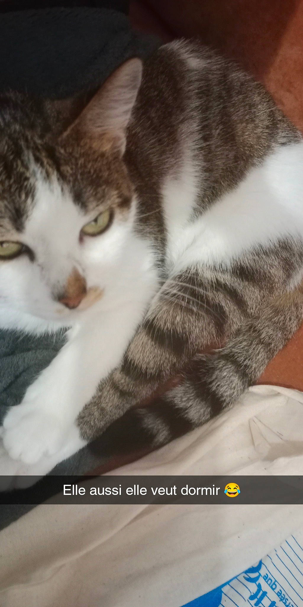Nila a rejoint le concours — aidez-le/la à gagner de superbes lots ! carnivore, cat, claw, comfort, domestic_short_haired_cat, felidae, fur, nap, paw, photo_caption, sleep, small_to_medium_sized_cats, snout, tail, terrestrial_animal, whiskers
