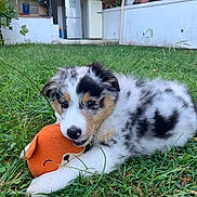 Ultime a rejoint le concours — aidez-le/la à gagner de superbes lots ! puppy, dog, grass, toy, outdoor, playful, pet, animal, fur, cute, white, black_spots, brown_spots, young, nature, garden, house, relaxed, chewing, green