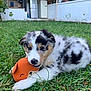 puppy, dog, grass, toy, outdoor, playful, pet, animal, fur, cute, white, black_spots, brown_spots, young, nature, garden, house, relaxed, chewing, green