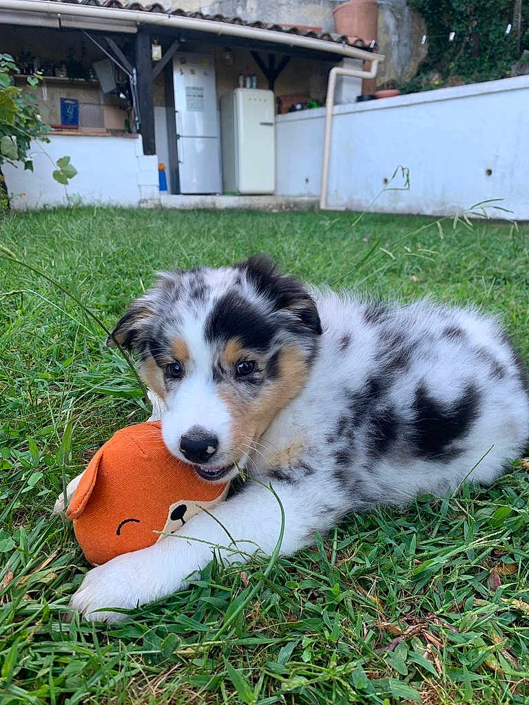 Ultime a rejoint le concours — aidez-le/la à gagner de superbes lots ! puppy, dog, grass, toy, outdoor, playful, pet, animal, fur, cute, white, black_spots, brown_spots, young, nature, garden, house, relaxed, chewing, green
