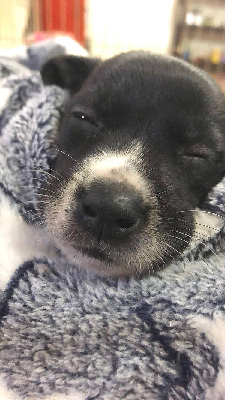 Kaia joined the competition — help win amazing prizes! canidae, carnivore, claw, close_up, companion_dog, dog, dog_breed, fur, grey, marine_mammal, monochrome, monochrome_photography, otter, paw, snout, sporting_group, terrestrial_animal, whiskers, wildlife, working_animal